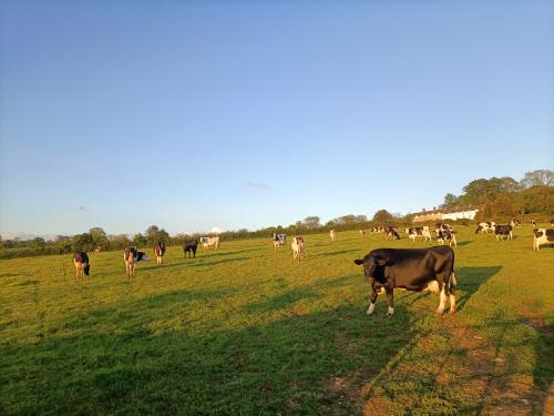 Photo Gallery Image - Cattle on a summer evening near Gulworthy